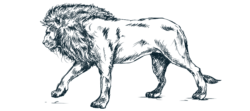 lion illustration